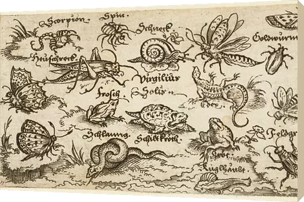 Insects, reptiles, snails, and fish on minimal ground with water in foreground, animals include a snake, turtle, cricket, frog, bee, scorpion, and caterpillar, from Douce Ornament Prints Album I, 1572 (etching and engraving on laid paper)