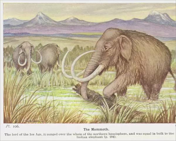 The Mammoth (colour litho)