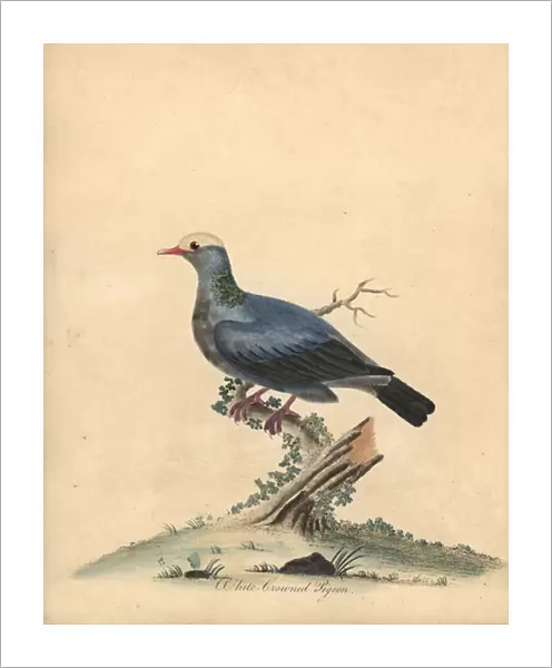 White-crowned pigeon, Patagioenas leucocephala. Near threatened. (Columba leucocephala) Handcoloured copperplate engraving of an illustration by William Hayes from Portraits of Rare and Curious Birds from the Menagery of Osterly Park