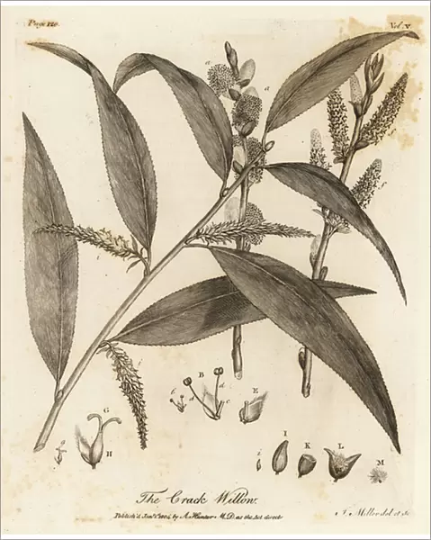 Crack willow or brittle willow, Salix fragilis. 1776 (engraving)