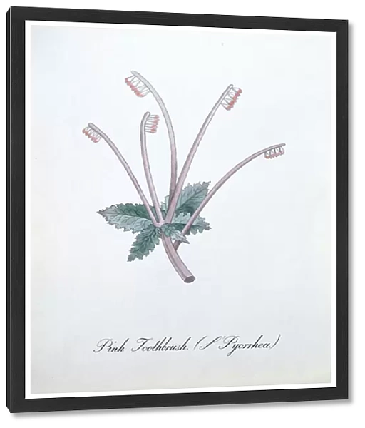 Pink Toothbrush (L Pyorrhea), illustration from The Bogus Book of Botany by John Weir, 1930-48 (ink on paper)