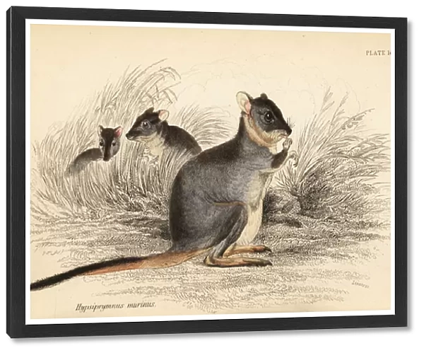 Long-footed potoroo, Potorous longipes. Vulnerable. 1841 (engraving)