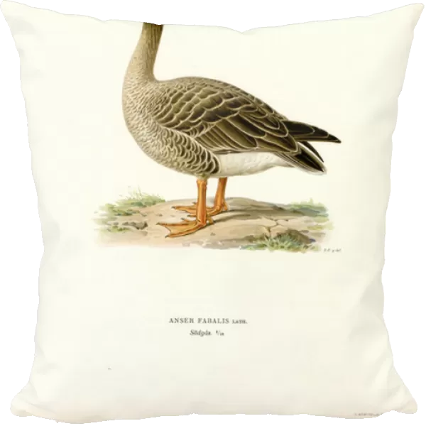 Bean Goose (colour litho)