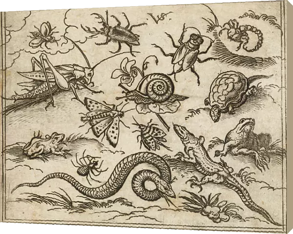 Group of insects and reptiles on plain ground with rocks, including an iguana, a lizard, a snake, a turtle, a scorpion, a snail, a spider, a beetle, and a cricket, from Douce Ornament Prints Album I, 1557 (etching on laid paper)