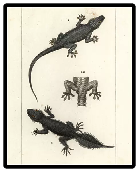 House gecko, Hemidactylus frenatus 1, and broad-tailed gecko, Phyllurus platurus 2
