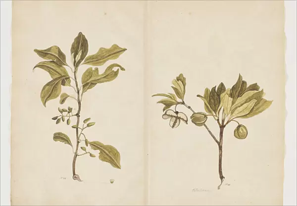F. 22 Nestegis apetala;Pittosporum bracteolatum, c. 1790-95 (w  /  c & ink on paper)