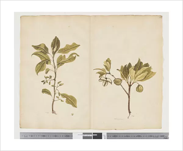 F. 22 Nestegis apetala;Pittosporum bracteolatum, c. 1790-95 (w  /  c & ink on paper)