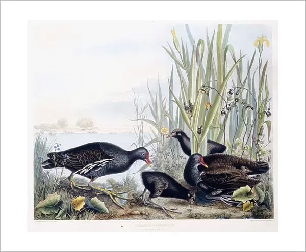 Common Gallinule (Moorhen)(Male, female and young), c. 1841 (hand-coloured engraving)