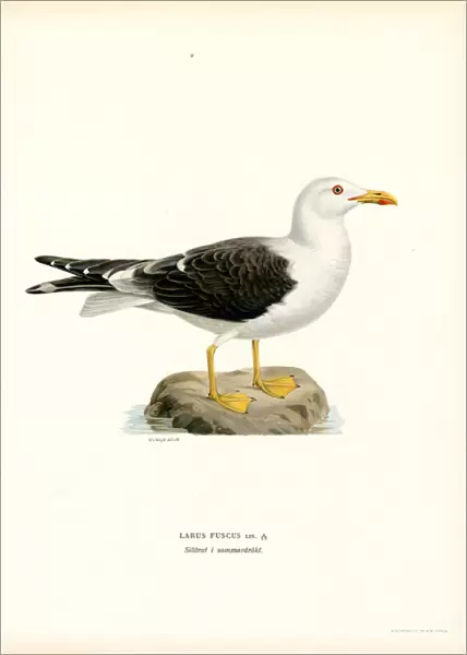 Lesser Black-backed Gull (colour litho)