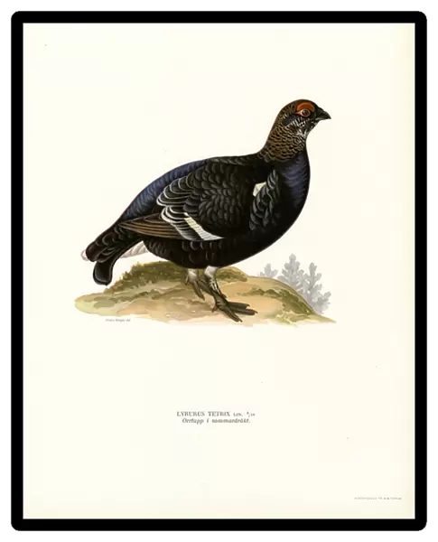 Black Grouse (colour litho)