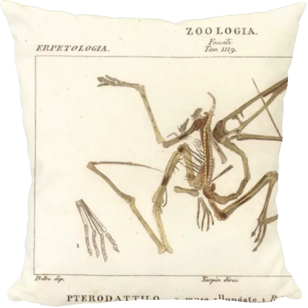 Fossil skeleton of an extinct pterodactyl, Pterodactylus antiquus