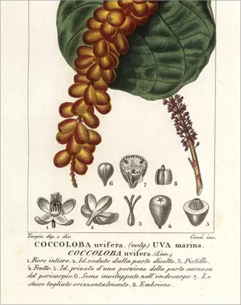 Seagrape or baygrape, Coccoloba uvifera, Uva marina