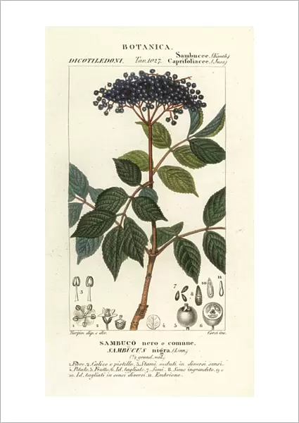European black elderberry, Sambucus nigra, Sambuco nero o comune