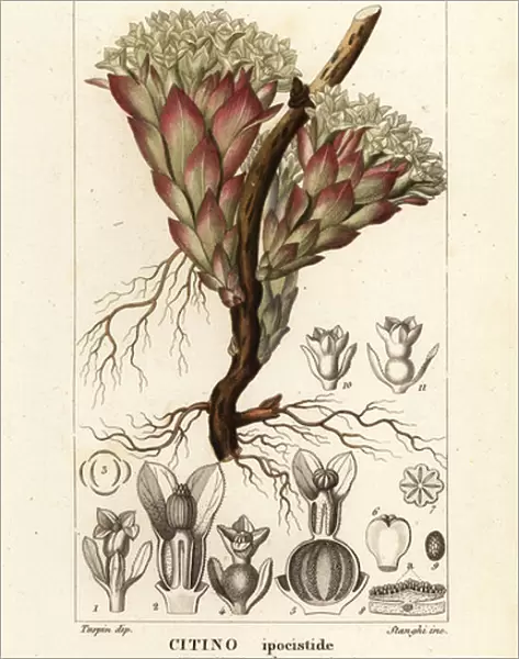 Parasitic plant, Cytinus hypocistis