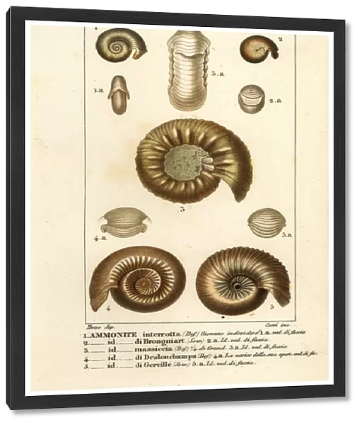 Fossils of extinct ammonite species