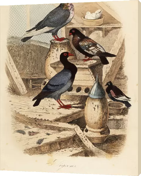 Pigeon Columba livia breeds: Pigeon turc ordinaire, bai dore suisse, bagadais batard