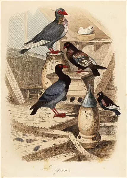 Pigeon Columba livia breeds: Pigeon turc ordinaire, bai dore suisse, bagadais batard