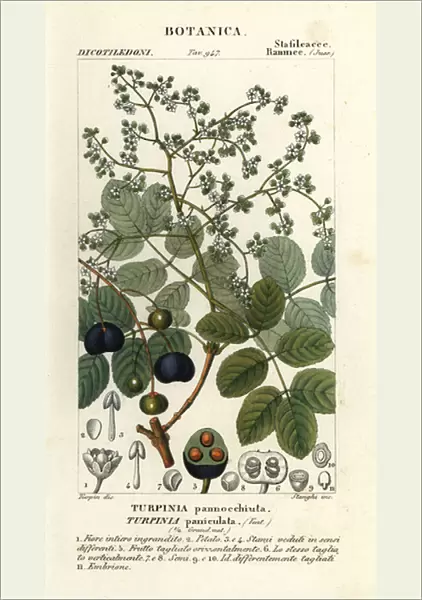 Muttonwood, Turpinia occidentalis