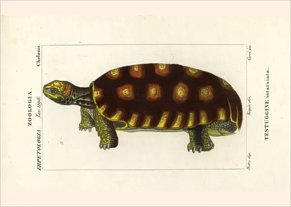 Yellow-footed tortoise or Brazilian giant tortoise, Chelonoidis denticulatus Testudo tabulata Testuginne intarsiata
