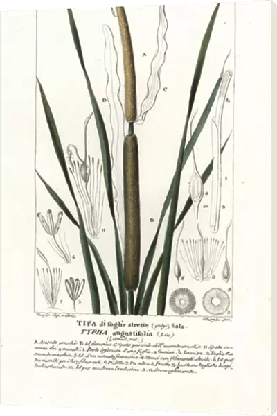 Lesser bulrush, Typha angustifolia