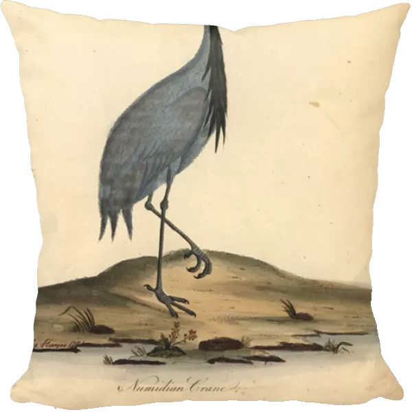 Mademoiselle crane, Anthropoides virgo (Numidian crane, Ardea virgo). Handcoloured copperplate engraving of an illustration by Ann and Emily Hayes from William Hayes Portraits of Rare and Curious Birds from the Menagery of Osterly Park