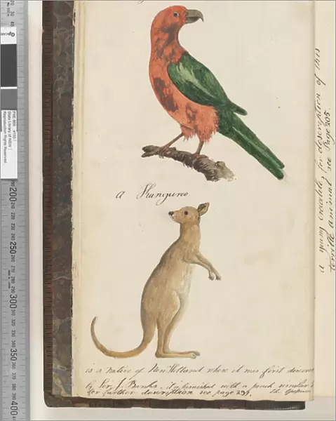 Page 8. The King Bird King Parrot?;a Kanguroo, 1810-17 (w  /  c & manuscript text)