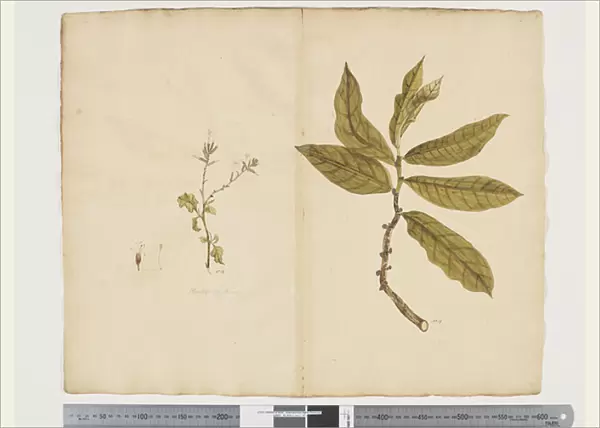 F. 9 Plumbagus xylenica;Procris montana, c. 1790-95 (w  /  c & ink on paper)