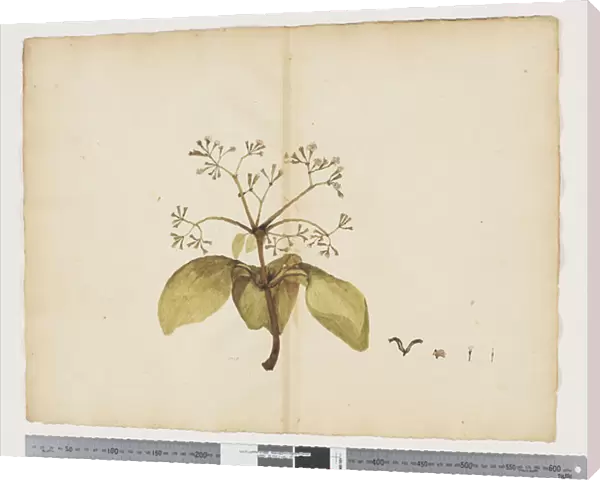 F. 12 Pisonia umbelliferia, c. 1790-95 (w  /  c & ink on paper)