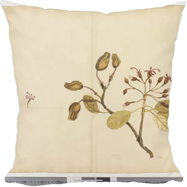 F. 28 Ungeria floribunda, c. 1790-95 (w  /  c & ink on paper)