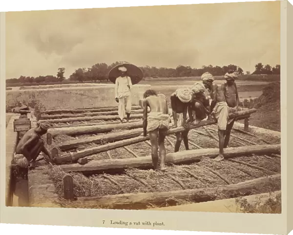 Loading a vat with plant, 1877 (albumen silver print)