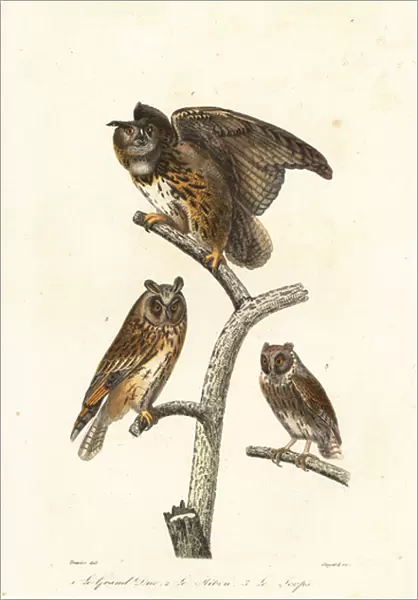 Eurasian eagle-owl, long-eared owl and scops owl. 1839 (engraving)