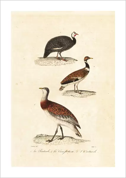 Guineafowl and bustards. 1839 (engraving)