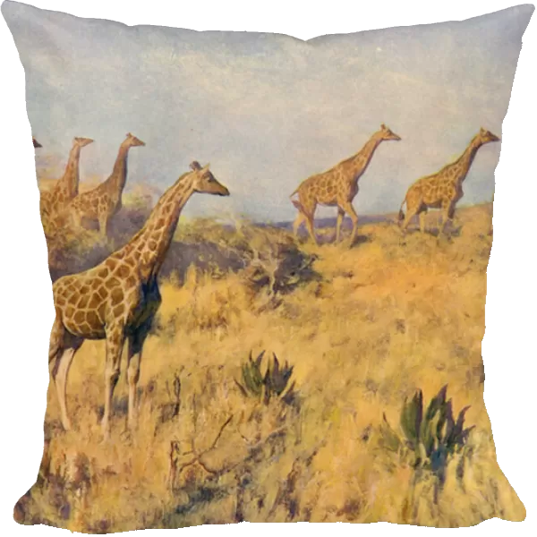 A Troop of Giraffes (colour litho)