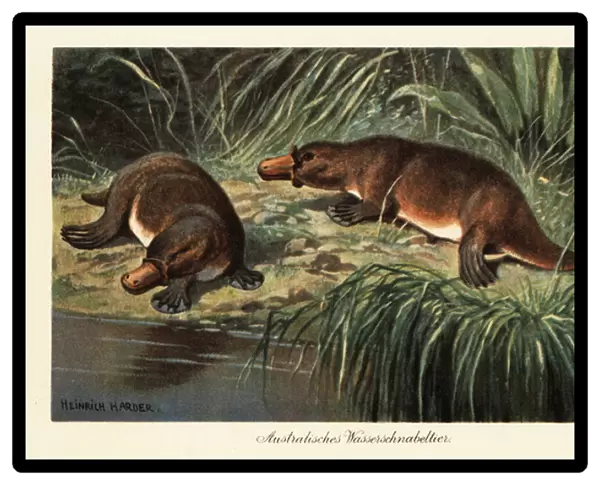 Duck-billed platypus, Ornithorhynchus anatinus, on a river bank. 1908 (illustration)