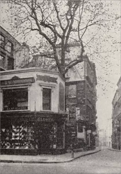 The Wood Street plane tree, Cheapside, London (b  /  w photo)