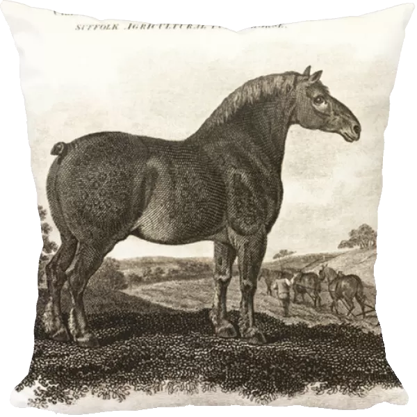 Suffolk Agricultural Punch Horse stallion, 1805 (engraving)