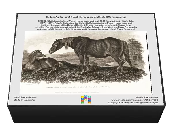 Suffolk Agricultural Punch Horse mare and foal. 1805 (engraving)