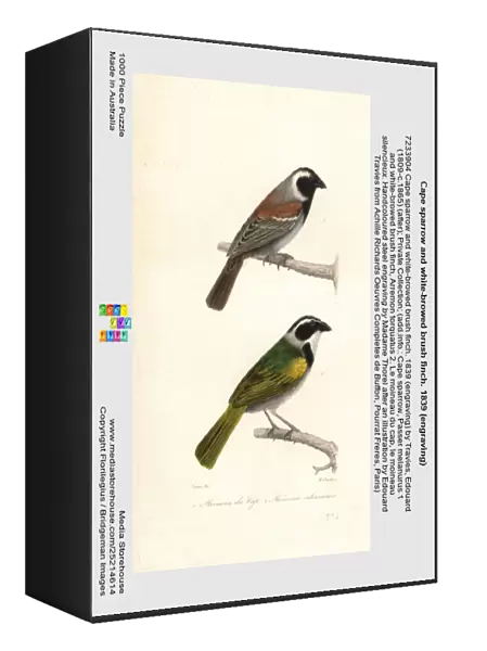 Cape sparrow and white-browed brush finch. 1839 (engraving)