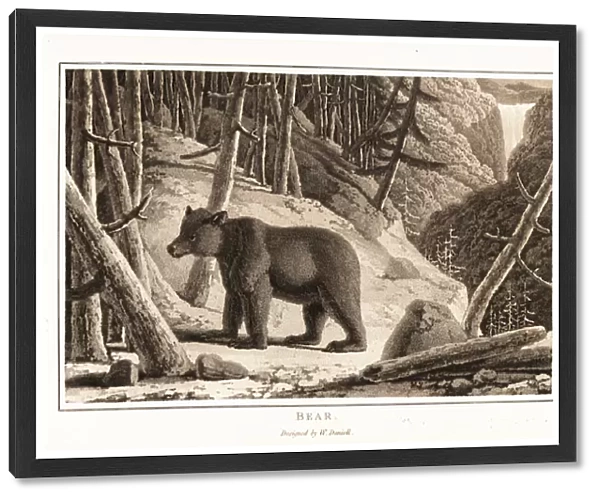 Brown bear, Ursus arcto, foraging in a mountain forest. 1807 (aquatint)