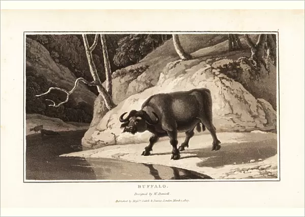 Cape buffalo, Syncerus caffer caffer, male, standing by a riverb 1807 (aquatint)