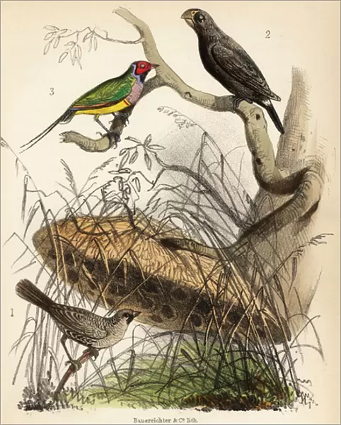 Sociable weaver, large ground finch and Gouldian finch. 1855 (lithograph)