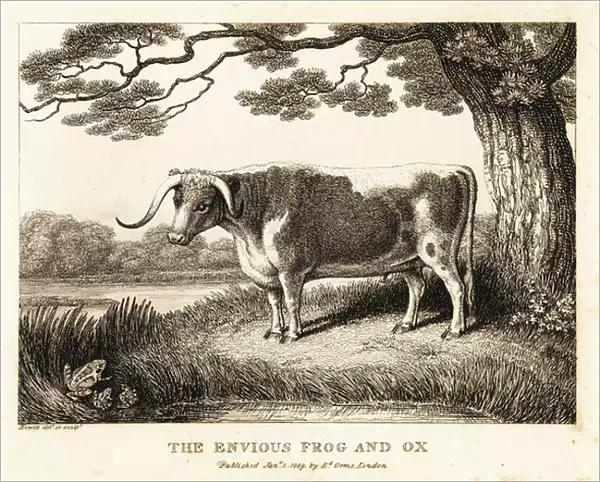 A frog inflates itself to become a big as a cow. 1811 (etching)