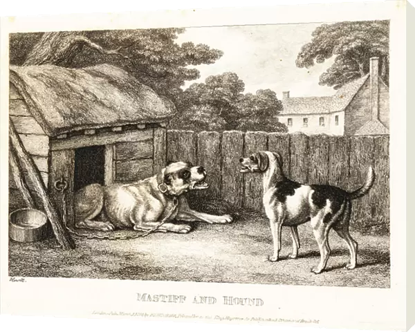 A fox hound berating a mastiff chained to a kennel. 1811 (etching)