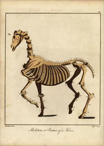 Skeleton or bones of a horse. 1792 (engraving)
