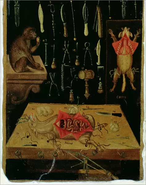 Ms Hunter 364 Table I Dissection instruments, from Anatomical Tables, by John Banister (1540-1610) (oil on brown paper)