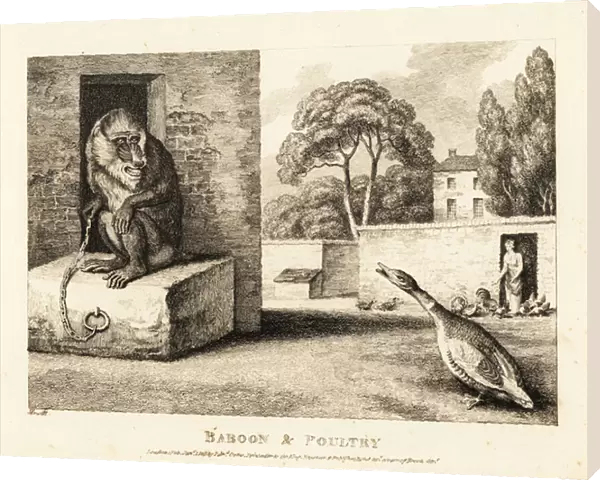 A goose insults a pet mandrill in a walled garden. 1811 (etching)
