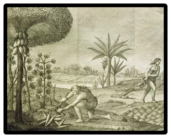 Various vegetable crops of the Indians of the basins of the Orinoco and the Amazon (Maranon), 1780 (engraving)