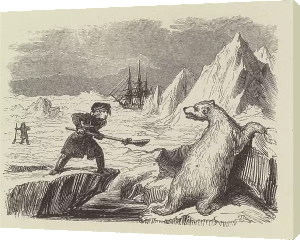 The young Nelson killing a polar bear (engraving)