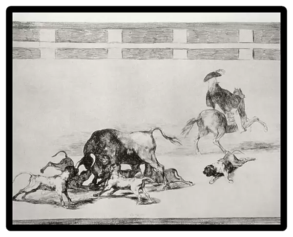 They loose dogs on the bull, plate 25 of The Art of Bullfighting, pub. 1816 (etching)