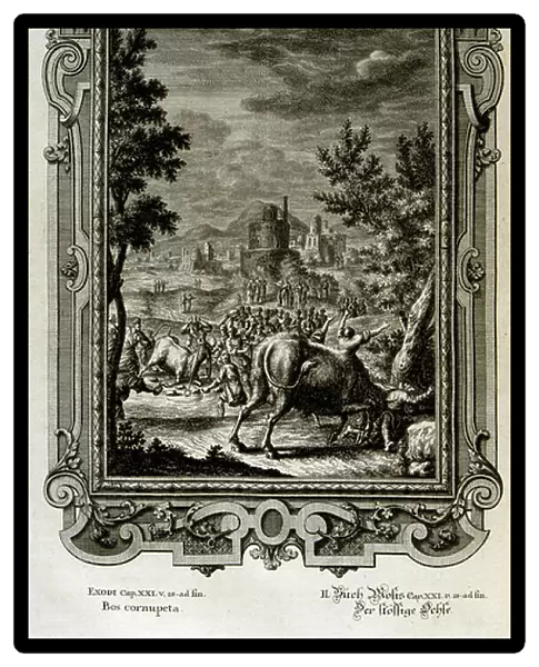 Sacrificing wild bulls, 18th century (engraving)